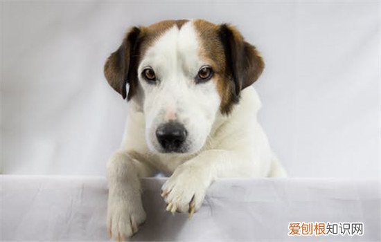 如何训练狗狗去厕所，训练狗狗千万不能打骂