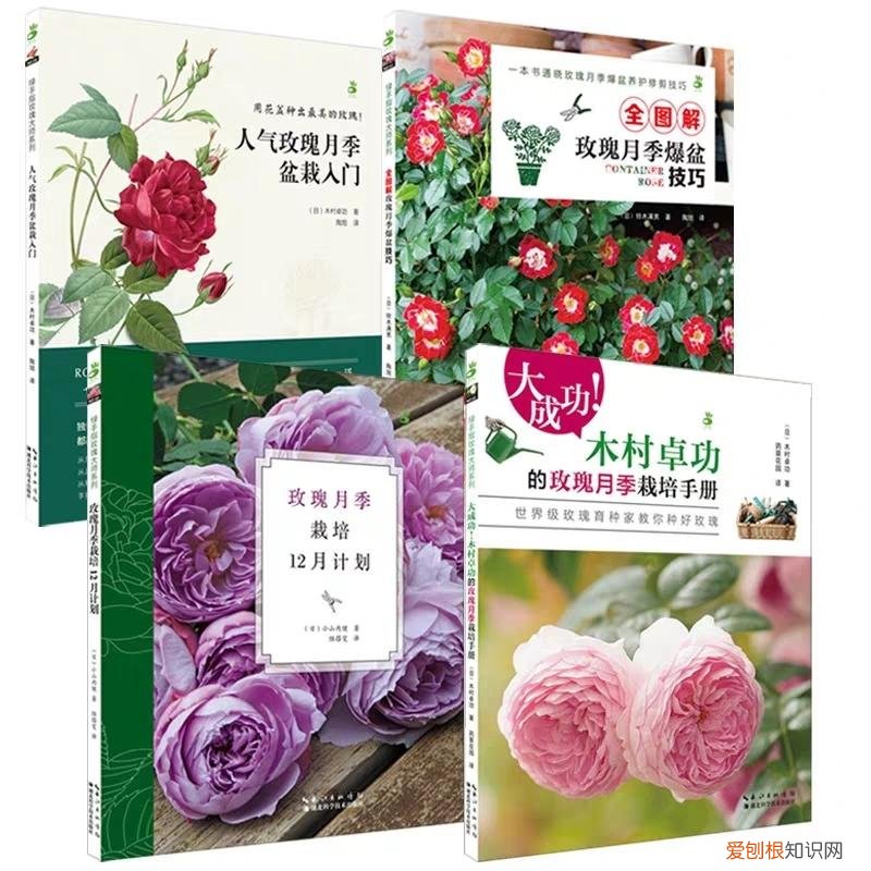 关于月季的介绍语，好书推荐｜月季爱好者的福音，一份世界级玫瑰育种大师的种植手册