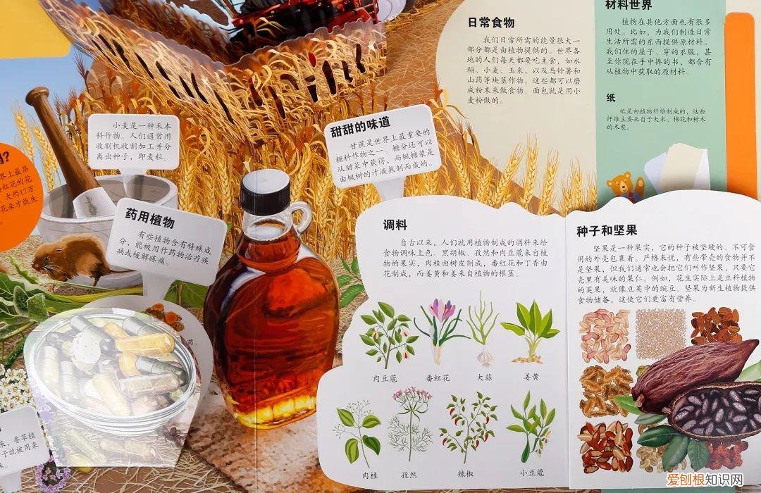 什么花不能一起种在土里，可以和孩子一起种花的立体书，感受生命历程的最佳选择