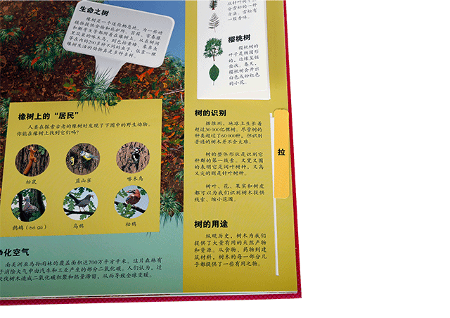 什么花不能一起种在土里，可以和孩子一起种花的立体书，感受生命历程的最佳选择