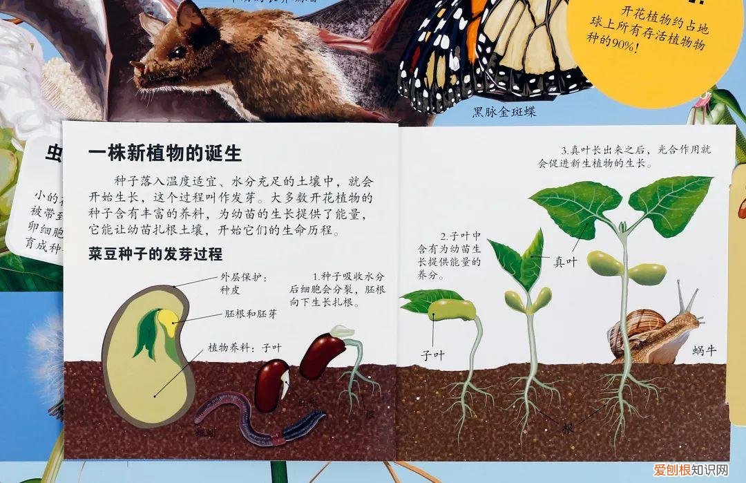 什么花不能一起种在土里，可以和孩子一起种花的立体书，感受生命历程的最佳选择