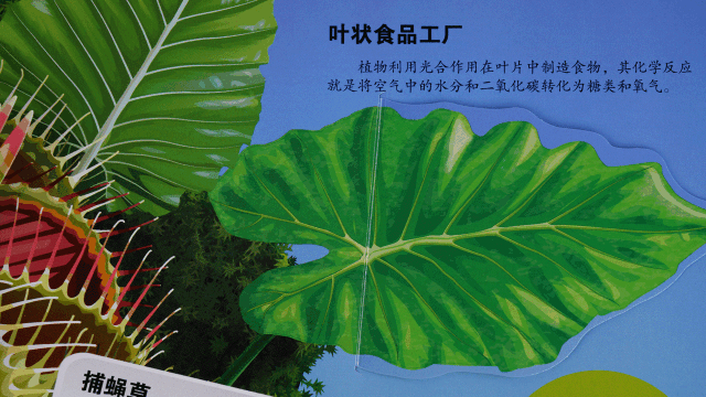 什么花不能一起种在土里，可以和孩子一起种花的立体书，感受生命历程的最佳选择