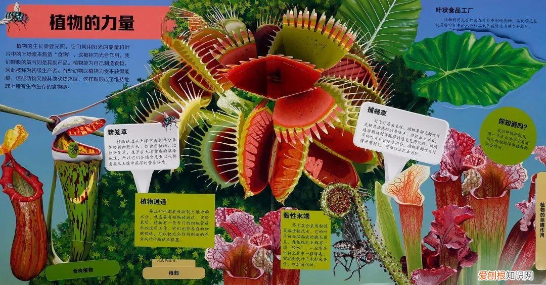 什么花不能一起种在土里，可以和孩子一起种花的立体书，感受生命历程的最佳选择