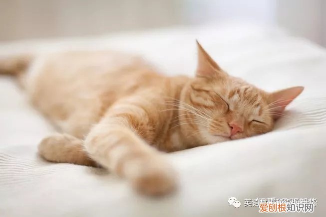 熟练的英文词组，英文词汇积累-这些有关喵星人的英语习语