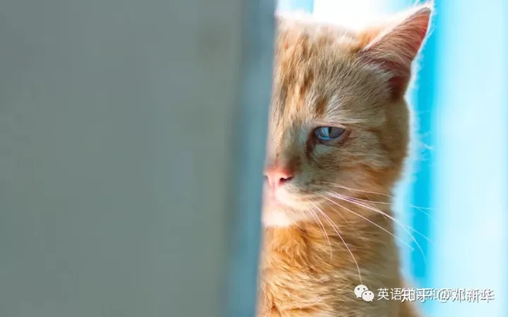 熟练的英文词组，英文词汇积累-这些有关喵星人的英语习语