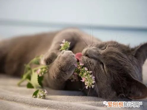 熟练的英文词组，英文词汇积累-这些有关喵星人的英语习语