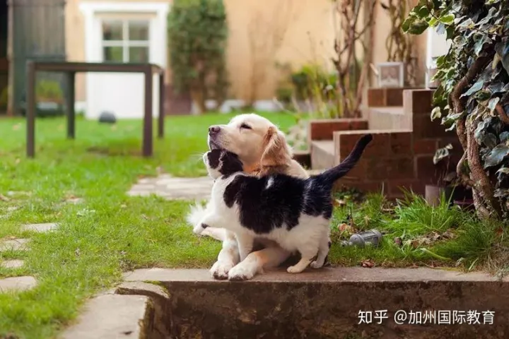 Cat and dog rain，cats and dogs可不是指猫和狗，关于动物的英语表达全在这！
