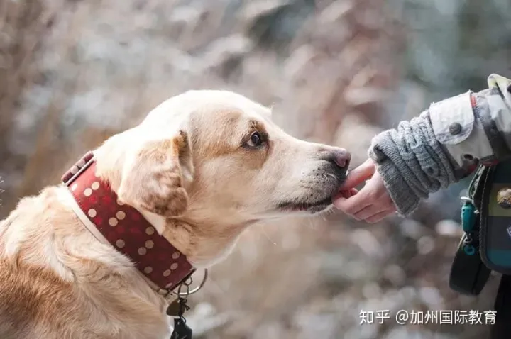 Cat and dog rain，cats and dogs可不是指猫和狗，关于动物的英语表达全在这！