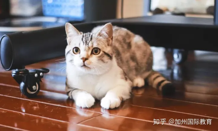 Cat and dog rain，cats and dogs可不是指猫和狗，关于动物的英语表达全在这！