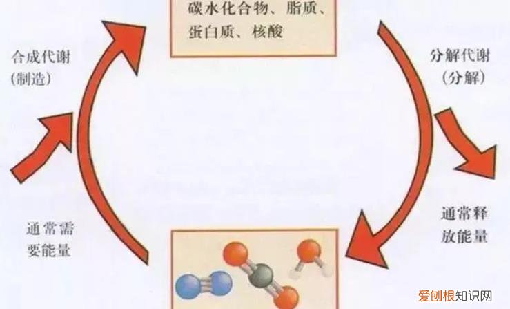 提高新陈代谢，让你保持完美身材，怎样提高自身新陈代谢能力