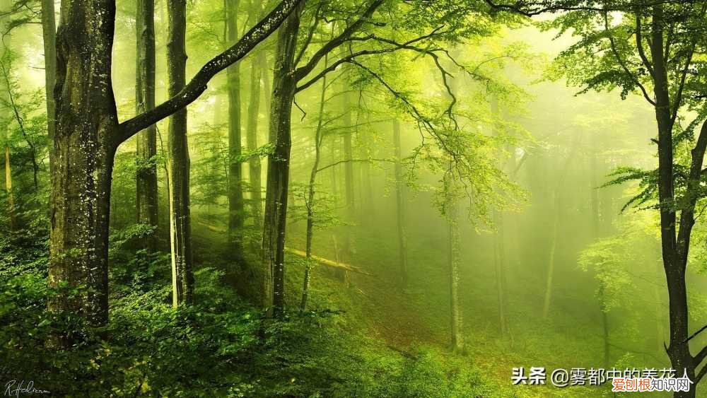 盆景怎么培养，盆景园林技能知识系统学习——基础知识