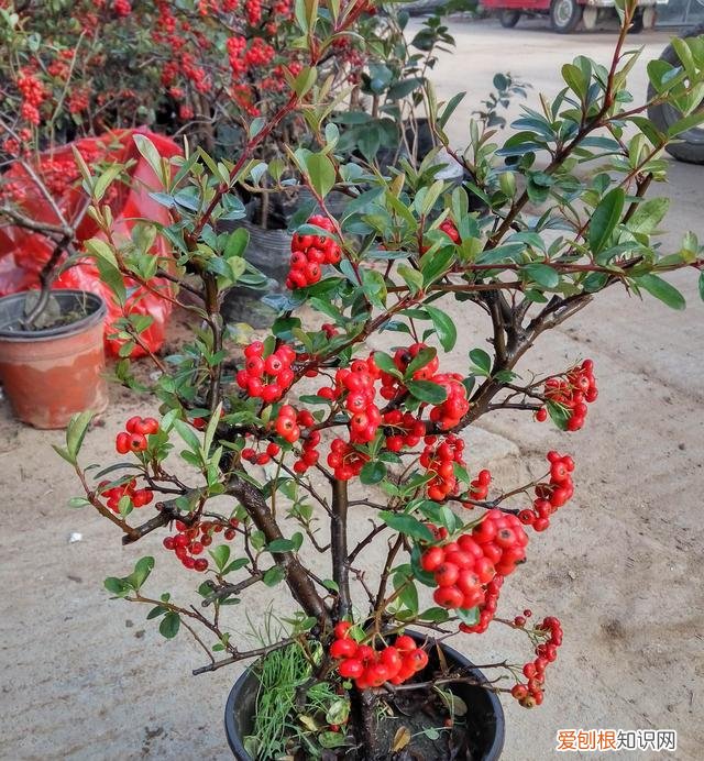 哪种植物适合做盆景养护，盆景入门就选这3种，品种常见、门槛低、还好养活