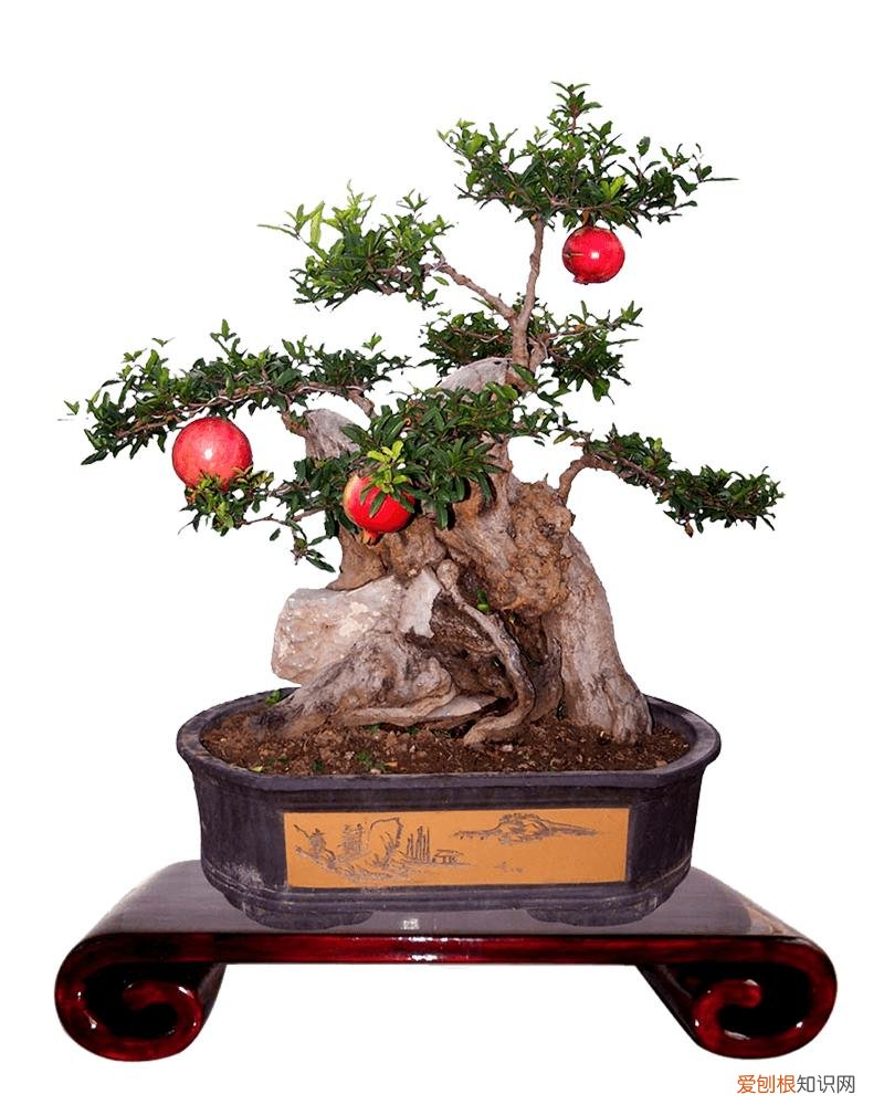 哪种植物适合做盆景养护，盆景入门就选这3种，品种常见、门槛低、还好养活