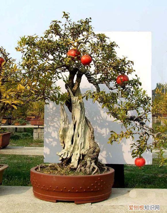 哪种植物适合做盆景养护，盆景入门就选这3种，品种常见、门槛低、还好养活
