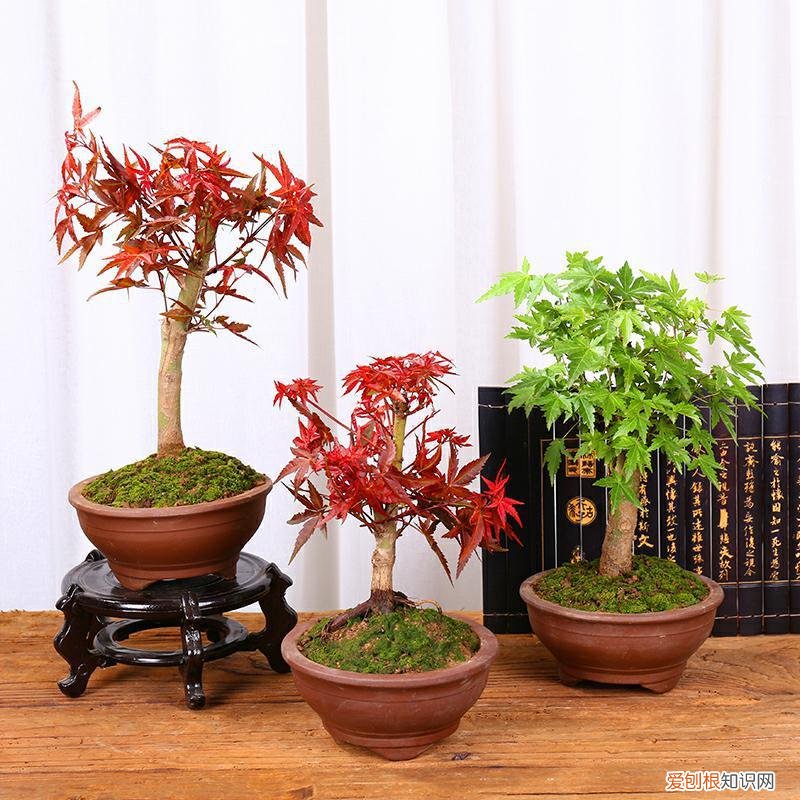 哪种植物适合做盆景养护，盆景入门就选这3种，品种常见、门槛低、还好养活