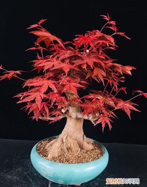 哪种植物适合做盆景养护，盆景入门就选这3种，品种常见、门槛低、还好养活