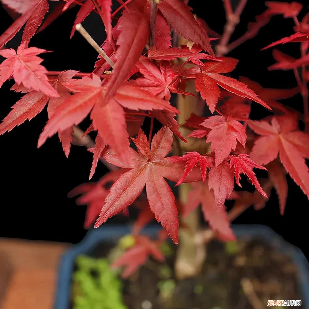 哪种植物适合做盆景养护，盆景入门就选这3种，品种常见、门槛低、还好养活