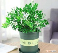 客厅摆放的盆景，5种“小盆景”，小巧却芳香，桌上摆一盆，能养10多年
