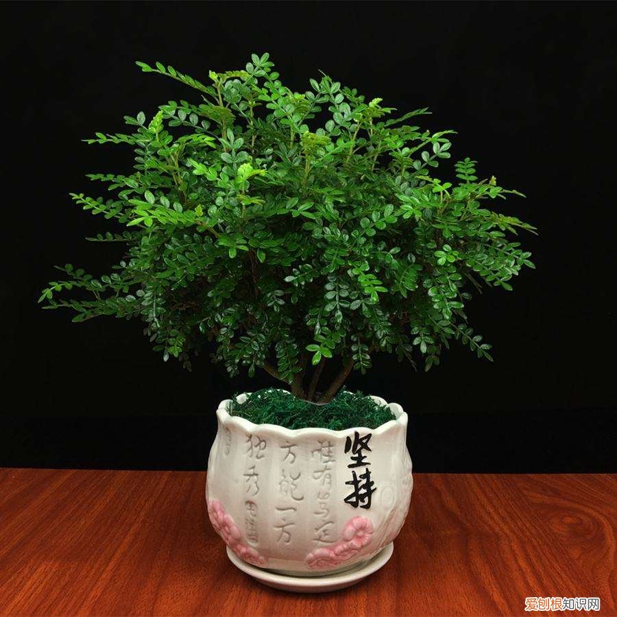 客厅摆放的盆景,5种“小盆景”,小巧却芳香,桌上摆一盆,能养10多年