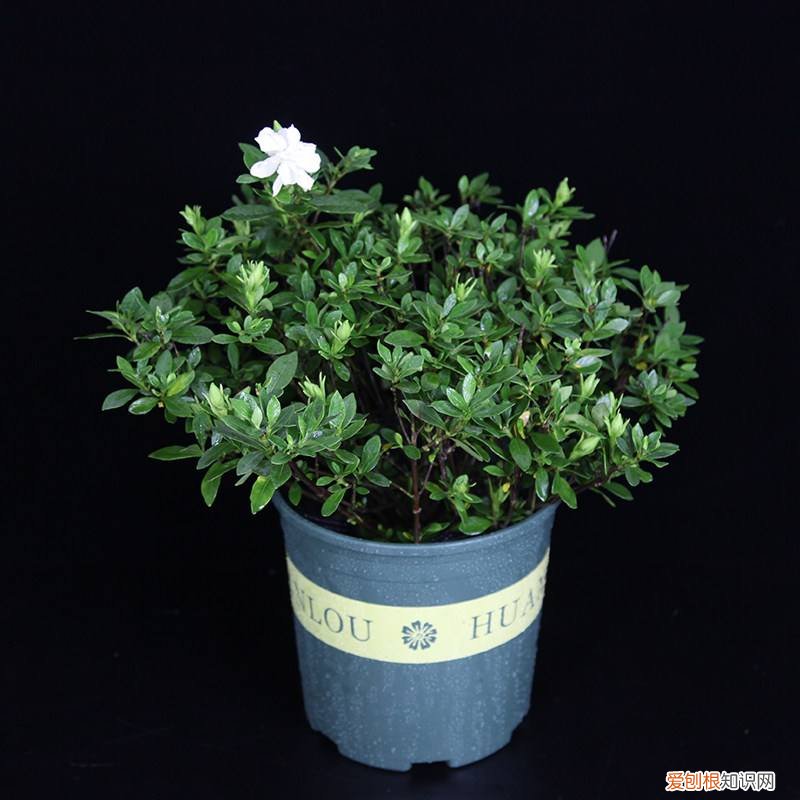 客厅摆放的盆景,5种“小盆景”,小巧却芳香,桌上摆一盆,能养10多年