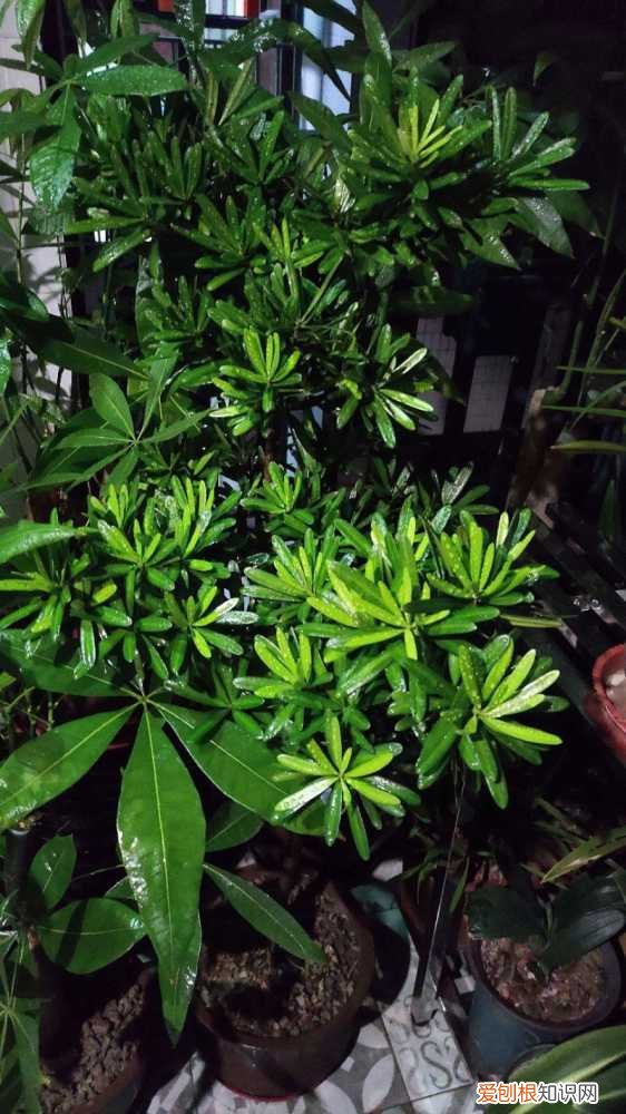 值钱的花卉盆栽品种，4种花养成盆景格外值钱，5年价格翻一番，还能养成传家宝