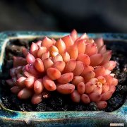 不好养的盆栽，不会养花，就养3种盆栽，懒养就能长得很旺很壮，小崽多很漂亮