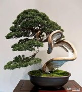 什么样的盆景又好看又好养，这五种盆景好看又好养活，盆景初学者养它准没错
