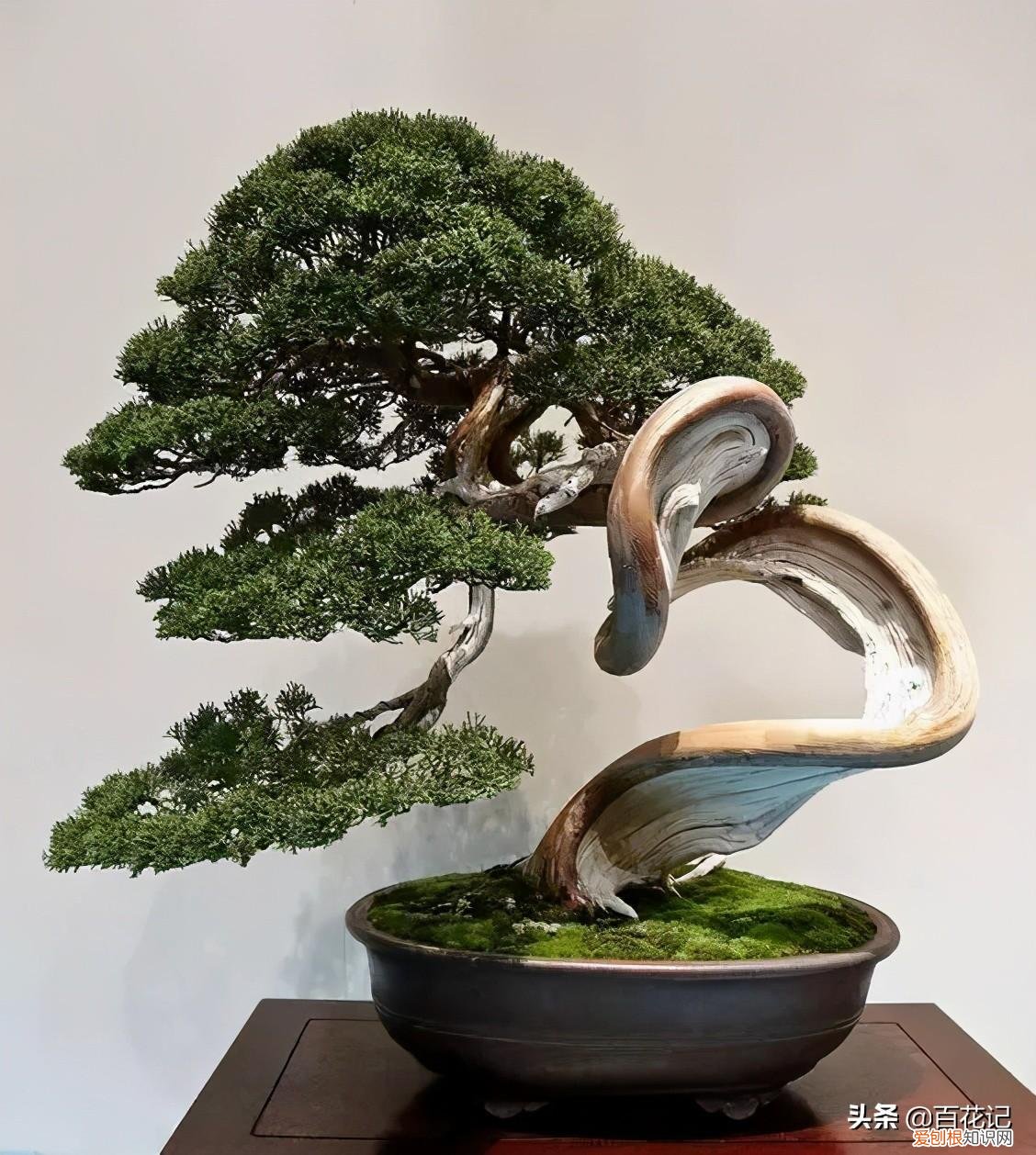 什么样的盆景又好看又好养，这五种盆景好看又好养活，盆景初学者养它准没错