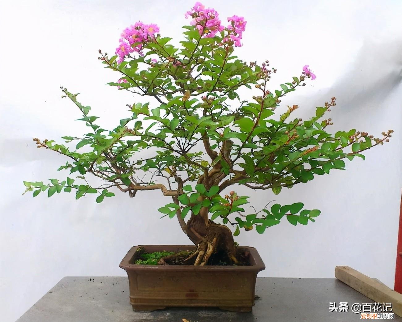 什么样的盆景又好看又好养，这五种盆景好看又好养活，盆景初学者养它准没错