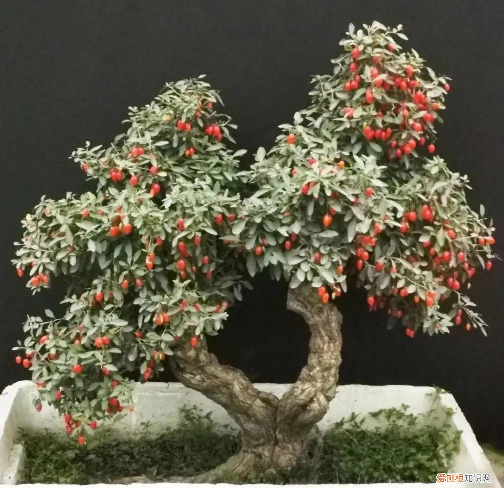 能吃能看的盆栽有哪些植物，“3种”盆栽，能看又能吃，好养皮实，年年开花结果，喜庆漂亮