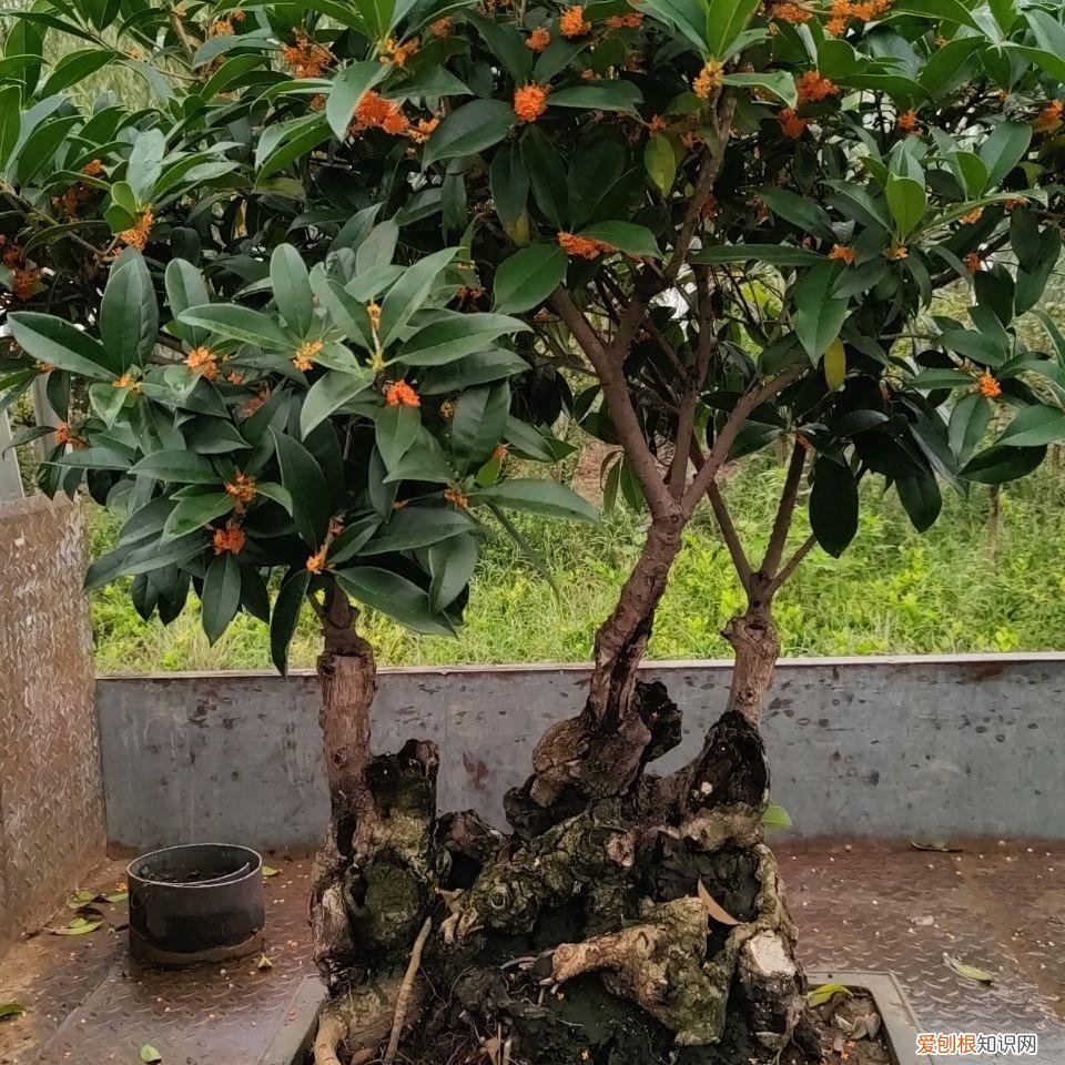 能吃能看的盆栽有哪些植物，“3种”盆栽，能看又能吃，好养皮实，年年开花结果，喜庆漂亮
