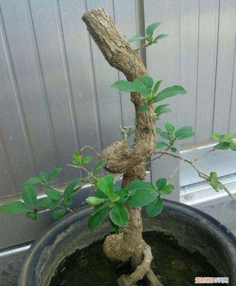 能吃能看的盆栽有哪些植物，“3种”盆栽，能看又能吃，好养皮实，年年开花结果，喜庆漂亮