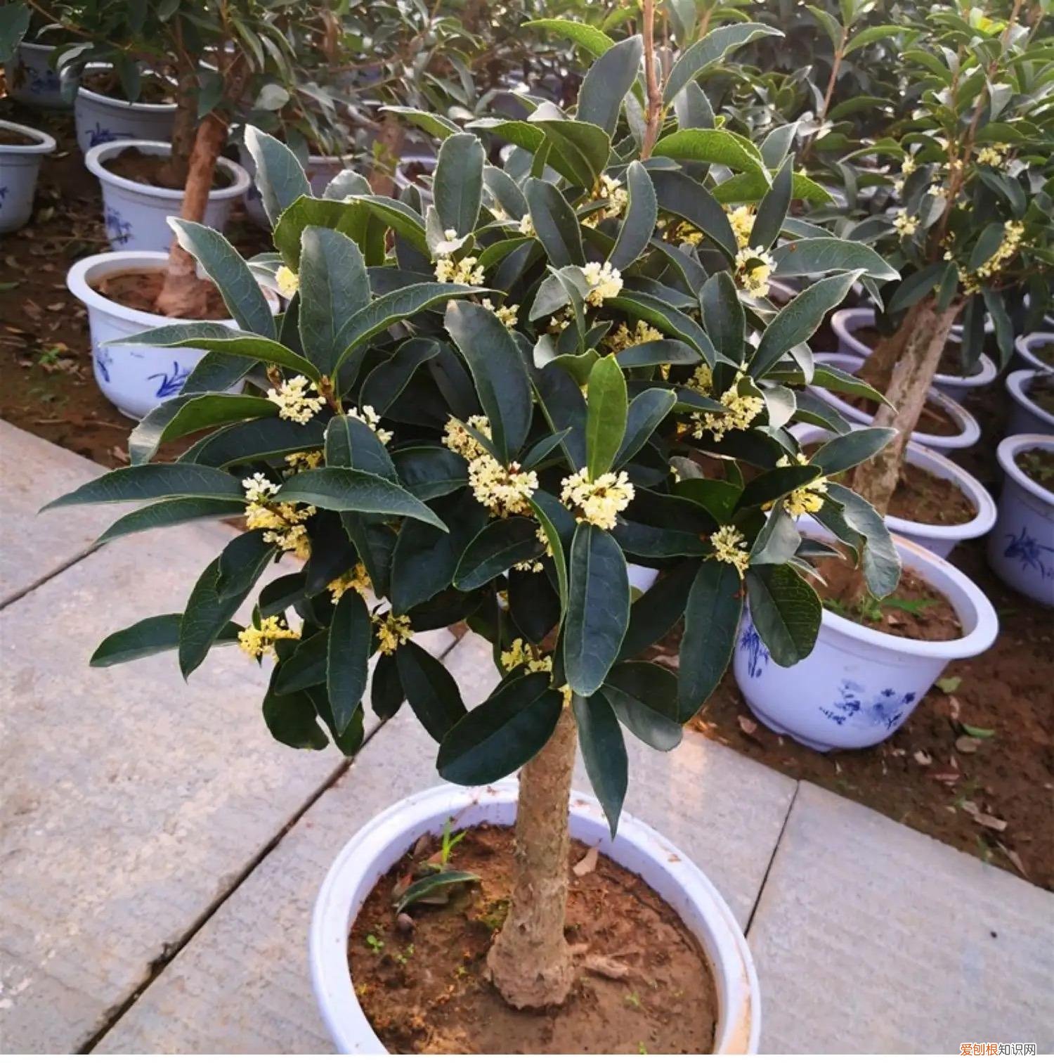 能吃能看的盆栽有哪些植物，“3种”盆栽，能看又能吃，好养皮实，年年开花结果，喜庆漂亮