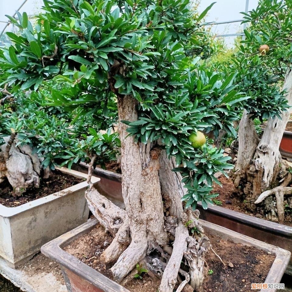 能吃能看的盆栽有哪些植物，“3种”盆栽，能看又能吃，好养皮实，年年开花结果，喜庆漂亮