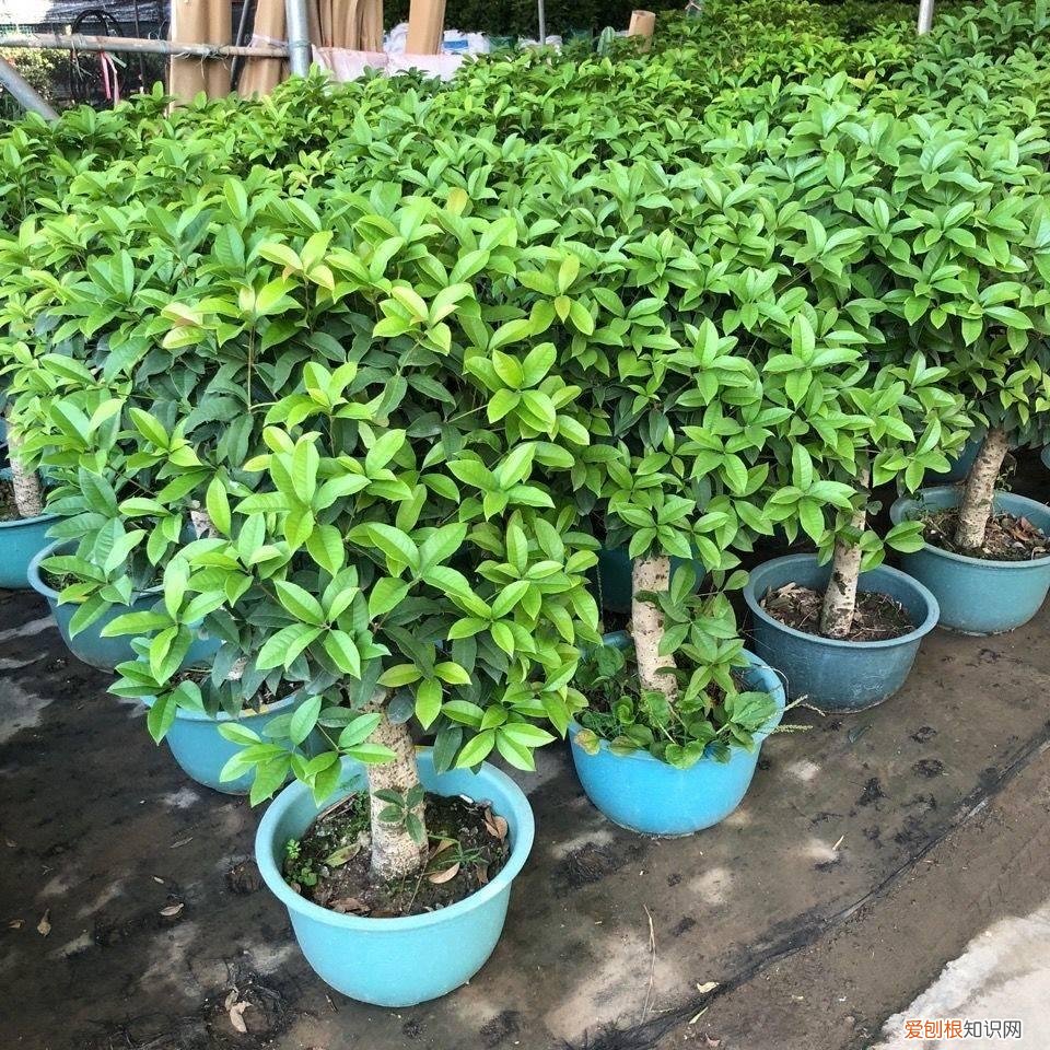 能吃能看的盆栽有哪些植物，“3种”盆栽，能看又能吃，好养皮实，年年开花结果，喜庆漂亮
