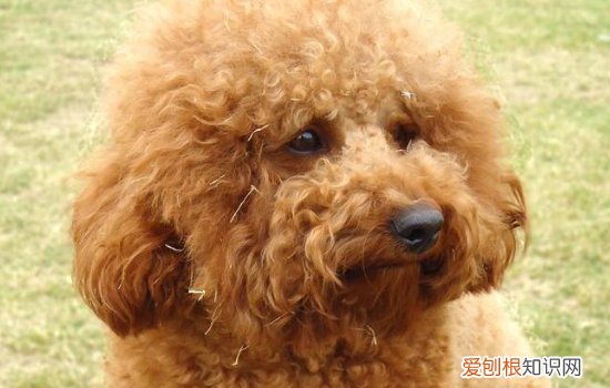 狗领地意识太强,该怎么办,如何消除狗狗领地意识