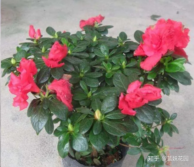 开花时间长的盆栽花有哪些，难怪你的盆栽不开花，处于不同生长期的盆栽，施肥方法大不同！