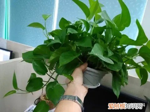 绿植花卉室内盆景图片，10种常见室内盆栽花卉和绿植的养护方法简介