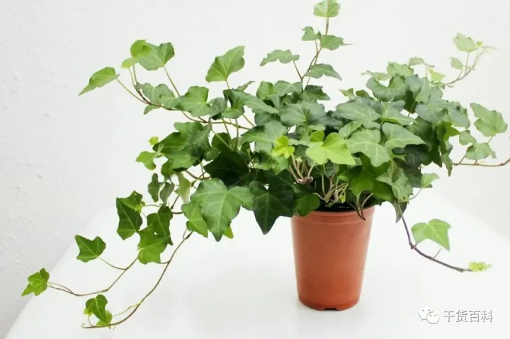 绿植花卉室内盆景图片，10种常见室内盆栽花卉和绿植的养护方法简介