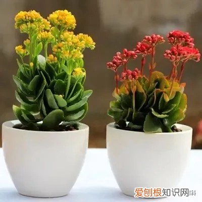 绿植花卉室内盆景图片，10种常见室内盆栽花卉和绿植的养护方法简介