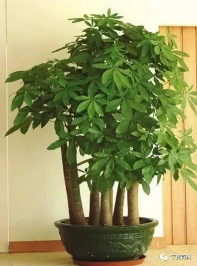 绿植花卉室内盆景图片，10种常见室内盆栽花卉和绿植的养护方法简介