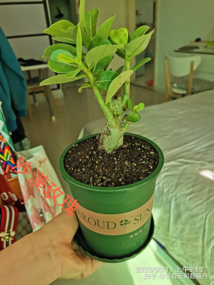 盆栽植物的种植与养护，家庭园艺盆栽绿植栽培养殖方法