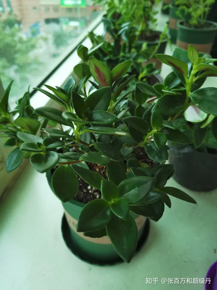 盆栽植物的种植与养护，家庭园艺盆栽绿植栽培养殖方法