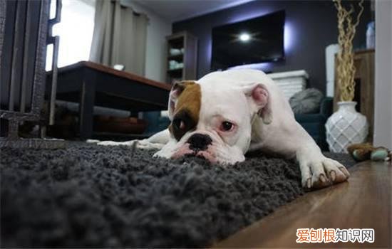 狗不定点排便怎么训练，训练狗狗之前要观察狗狗的排泄习惯，如何训练狗定点排便