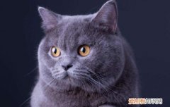猫咪打针的打到皮内了怎么办，猫咪皮下针怎么打