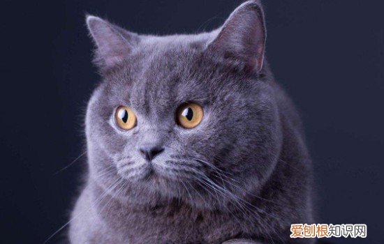 猫咪打针的打到皮内了怎么办，猫咪皮下针怎么打