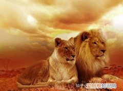 带动物的句子英语，8个含有动物的英语常用短语
