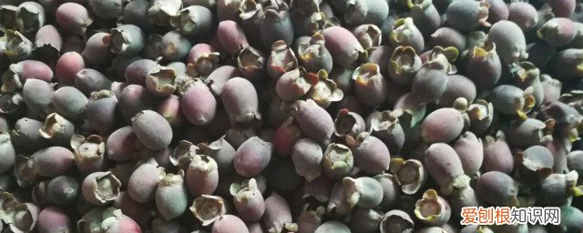 捻子和蜂蜜泡酒的制作过程作文 捻子和蜂蜜泡酒的制作过程