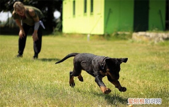 狗狗好动怎么办，如何改正狗狗好动的坏习惯，小狗好动怎么办