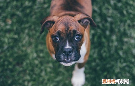 狗狗好动怎么办，如何改正狗狗好动的坏习惯，小狗好动怎么办